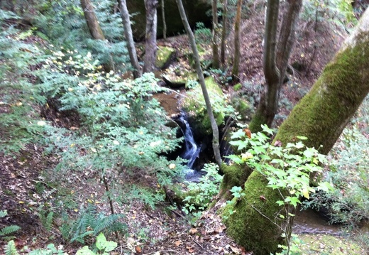 Laurel Branch - Blue Heron, Big South Fork